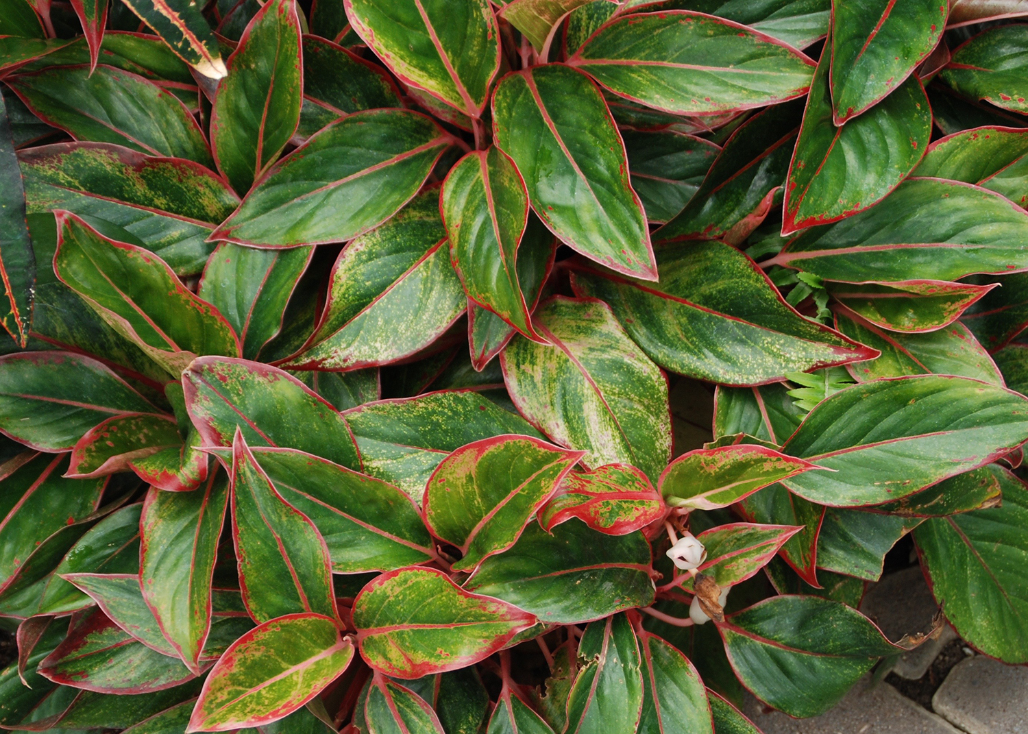 Red Chinese Evergreen